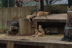 53165159-AD56-4894-ADFE-4F297039F3C9_1_105_c
