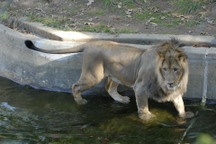 dsc5196