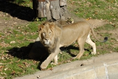 dsc5225