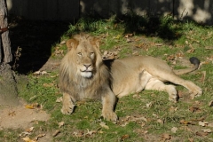 dsc5331