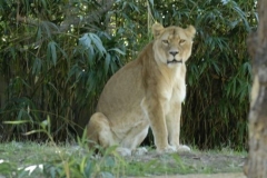dsc5339