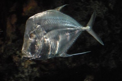 dsc1049