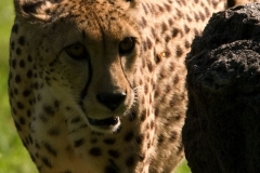 cheetah-2738