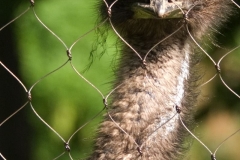 emu-2619