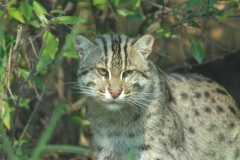 fishing-cat-
