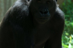 gorilla-2846