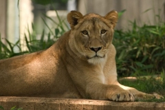 lion-2851