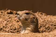 prarie_dog-2863