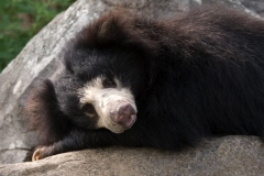 sloth_bear-2775
