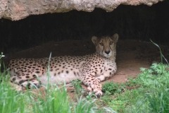 zoo-0382-s