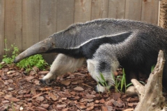 zoo-0498-s