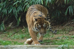 zoo-0552-s