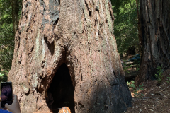 Big-Basin-2020-762-of-1378
