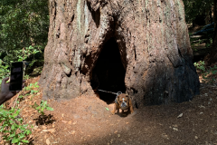 Big-Basin-2020-763-of-1378