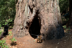 Big-Basin-2020-764-of-1378