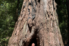 Big-Basin-2020-773-of-1378