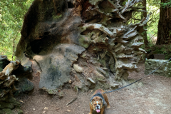 Big-Basin-2020-777-of-1378