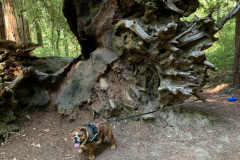 Big-Basin-2020-778-of-1378