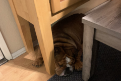 Mountain-View-2020-1283-of-1378