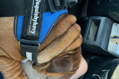 Mountain-View-2020-1328-of-1378