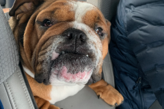 Mountain-View-2021-1376-of-1378