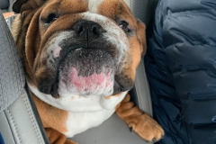 Mountain-View-2021-1377-of-1378