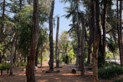 Stanford-2020-1013-of-1378