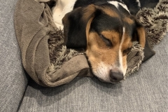 4DB8B4CE-B26D-4B6D-832D-5077E74FB6AC_1_105_c