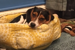 5A1A2B58-9380-4D86-BD73-53DB56178604_1_105_c