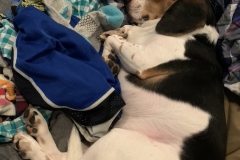 6585CADE-C56C-4EA9-813D-D60246A917CD_1_105_c