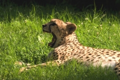 Cheetah-Yawn-2611-s-1