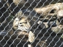 clouded leopard
