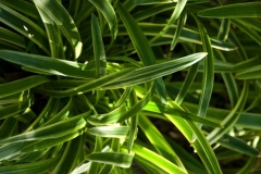flora-3486
