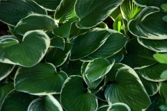 flora-3487