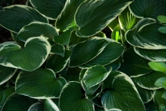flora-3488