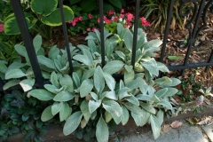 flora-3490