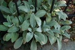 flora-3492