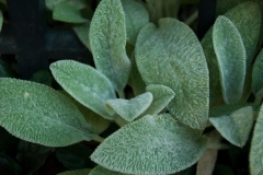 flora-3493
