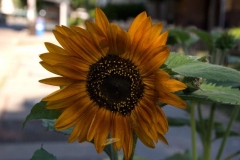 flora-3496