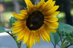 flora-3497