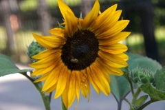 flora-3498