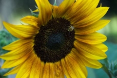 flora-3499