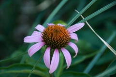 flora-3500