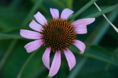 flora-3501