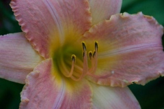 flora-3524