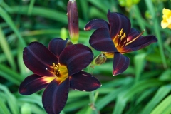 flora-3525