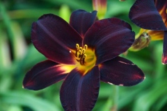 flora-3526