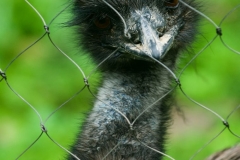 emu-7250