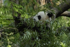 panda-0026