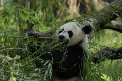 panda-0032